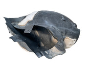 Paso Rueda del dcho Citroen C4 Picasso 13-18